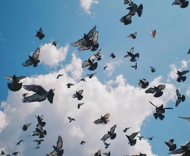 דירה Plaza Royal In The Centre *